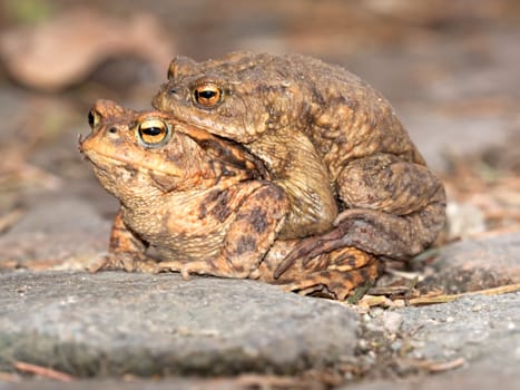two earth toads