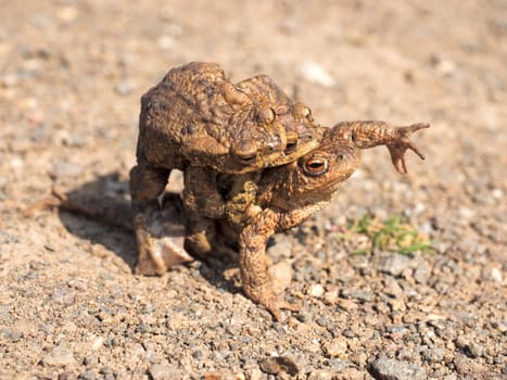three earth toads