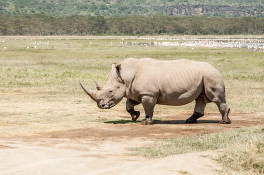 Full view of a white rhinoceros walking over the flat landscape near lake Nakuru in Kenya, with bids of the lake, a forest and a hill in the background.