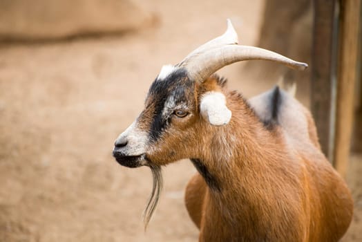 A portrait of a brown pygmy goat in it's inclosure on a farm.