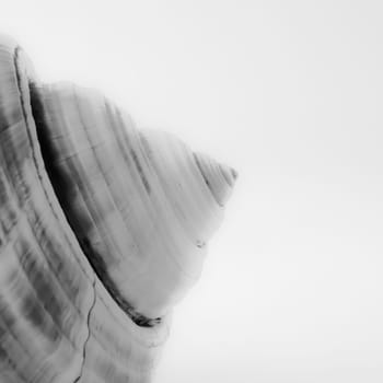 An abstract close up photo of a sea shell on a white background in black and white, with emphasis on lines shape, texture and form.