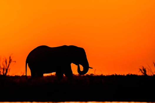 A bull elephant stands and feeds on Sidudu Island in the Chobe River during sunset, only his profile is visible in silhouette infant of a red orange sky, the river is just visible in the foreground.