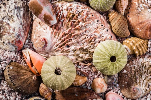 Green sea urchins with light brown abalone shells mixed with other shells and sand viewed up close.