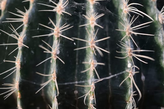 Cactus