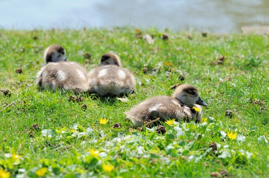 Chicks