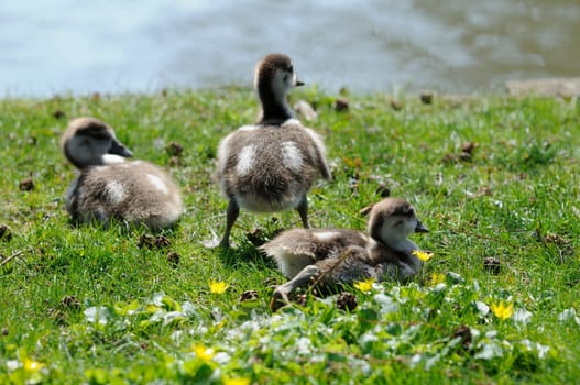 Chicks
