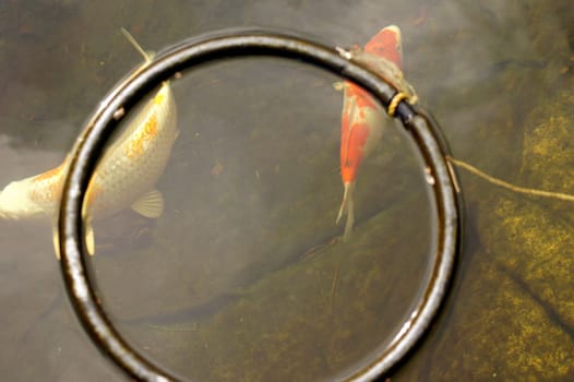 Two koicarpes swim under a feed ring or swimming ring and wait for food.