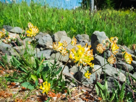 Close-up close-up of some flowers of the anthyllis vulneraria (Latin: Anthyllis vulneraria) on stony ground in summer in Bavaria.