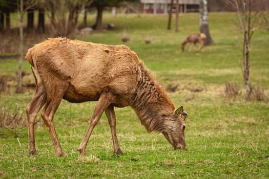 Deer on a pasture land in the countryside