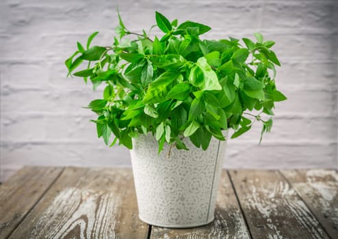 Thai basil in pot on wooden kitchen table.
