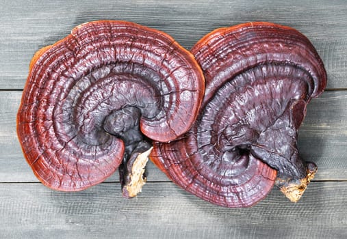 Close up of Ling zhi mushroom, Ganoderma lucidum mushroom on wooden floor