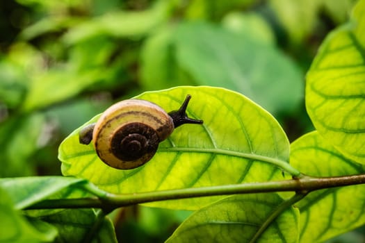 leaf with snail in shell crawling on tree in garden