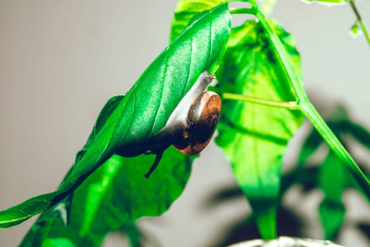 leaf with snail in shell crawling on tree in garden