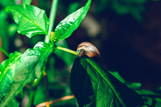 leaf with snail in shell crawling on tree in garden