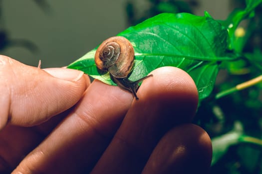 Hand hold leaf with snail in shell crawling on tree in garden