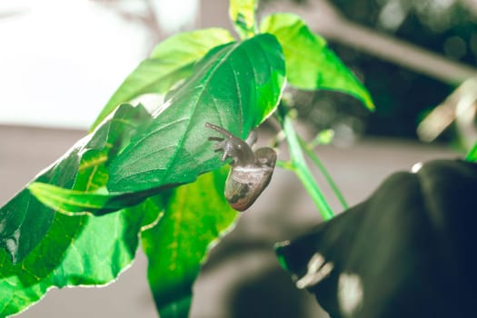 leaf with snail in shell crawling on tree in garden
