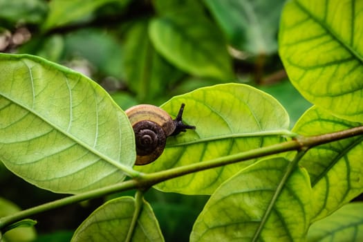 leaf with snail in shell crawling on tree in garden