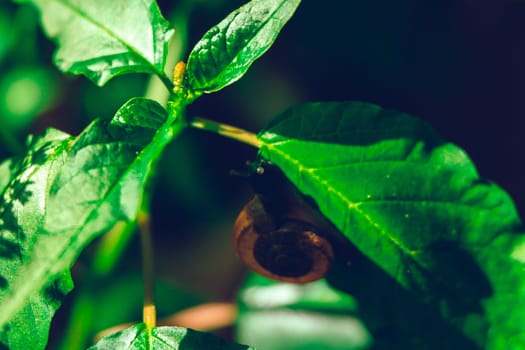 leaf with snail in shell crawling on tree in garden