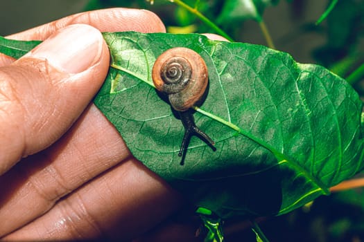 Hand hold leaf with snail in shell crawling on tree in garden