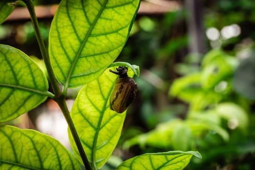 leaf with snail in shell crawling on tree in garden