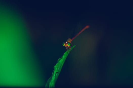 Dragonfly hold on dry branches and copy space. Dragonfly in the nature. Dragonfly in the nature habitat. Beautiful nature scene with dragonfly outdoor. a background wallpaper