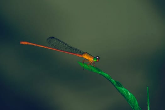 Dragonfly hold on dry branches and copy space. Dragonfly in the nature. Dragonfly in the nature habitat. Beautiful nature scene with dragonfly outdoor. a background wallpaper
