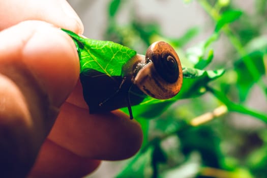 Hand hold leaf with snail in shell crawling on tree in garden