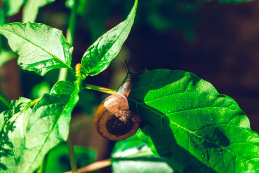leaf with snail in shell crawling on tree in garden