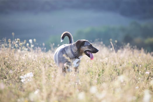 Adorable mongrel dog in summer field in the sunset.