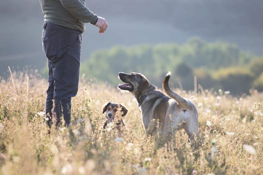 Man teaching and training his dogs outdoor in summer sunset.