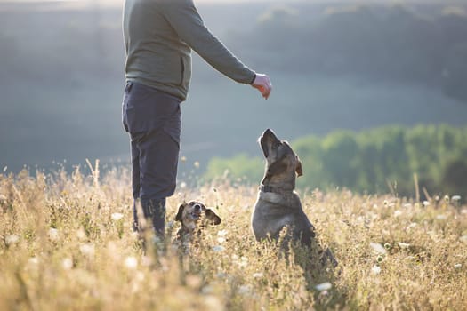 Man teaching and training his dogs outdoor in summer sunset.