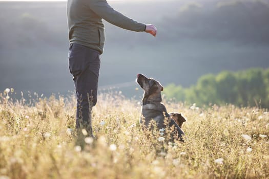 Man teaching and training his dogs outdoor in summer sunset.