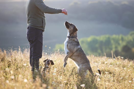 Man teaching and training his dogs outdoor in summer sunset.