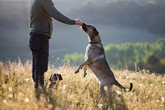 Man teaching and training his dogs outdoor in summer sunset.