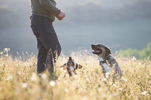 Man teaching and training his dogs outdoor in summer sunset.