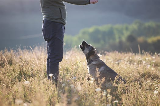Man teaching and training his dogs outdoor in summer sunset.