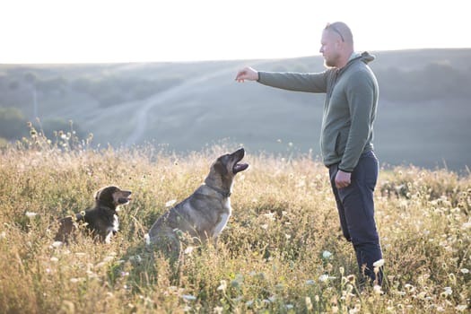 Man teaching and training his dogs outdoor in summer sunset.