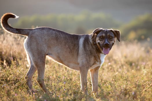Adorable mongrel dog in summer field in the sunset.