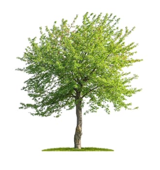 Isolated cherry tree on a white background