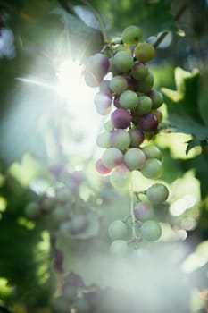 Close up of vine grapes in Italy, Sunshine