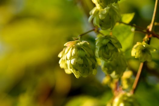 hops with ripe cones in summer