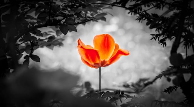 The flower is symbol for power of life and mind strength beyond grief death and sorrows. Also symbolizes healing of stress or burnout.