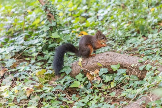 Wildlife mammal animal in wild forest. Cute shy rodent creature in nature environment collecting and hiding acorns in summer autumn.