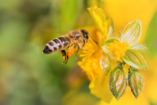 Animal flying to pollination. Important insect for environment ecology ecosystem. Awareness of nature climate change sustainability.