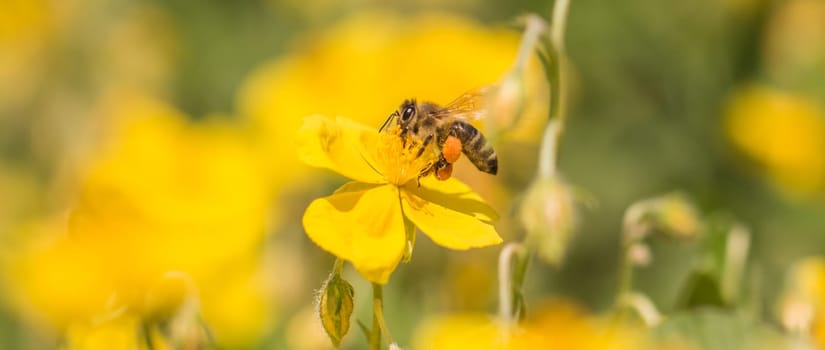 Closeup of insect in its ecosystem environment. Animal is flying to flowers busy working collect nectar. Important species protection.