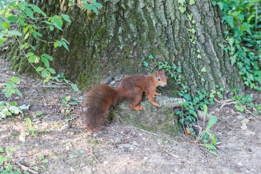 Wildlife mammal animal in wild forest. Cute shy rodent creature in nature environment collecting and eating acorns in summer autumn.