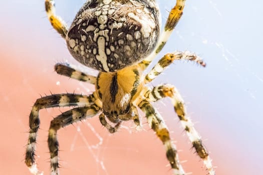 Disgusting animal for arachnophobic or arachnophobia people. The insect in its trap web visualizes the dangerous thread of nature.