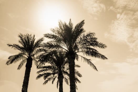Sun light shines through leaves of palm. Beautiful wanderlust travel journey symbol for vacation trip to southern holiday dream island