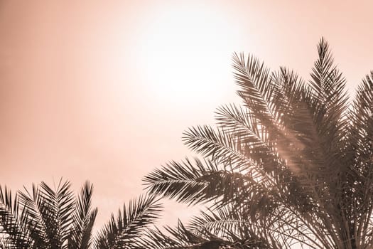 Sun light shines through leaves of palm. Beautiful wanderlust travel journey symbol for vacation trip to southern holiday dream island
