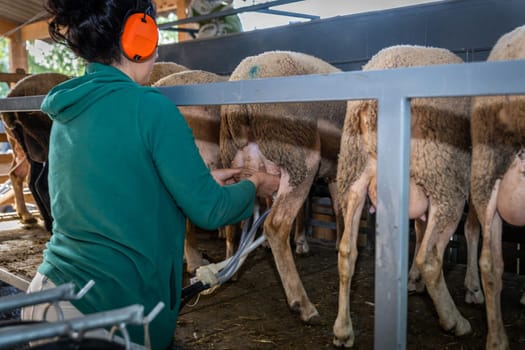 sheep milking session on the farm in the south of France